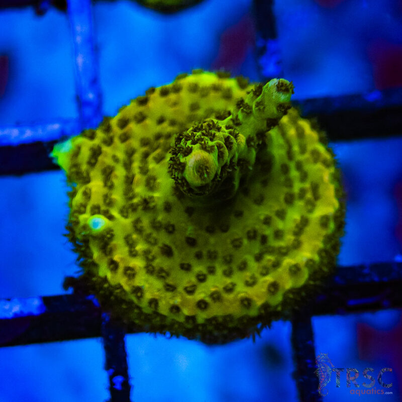 TRSC Aquatics