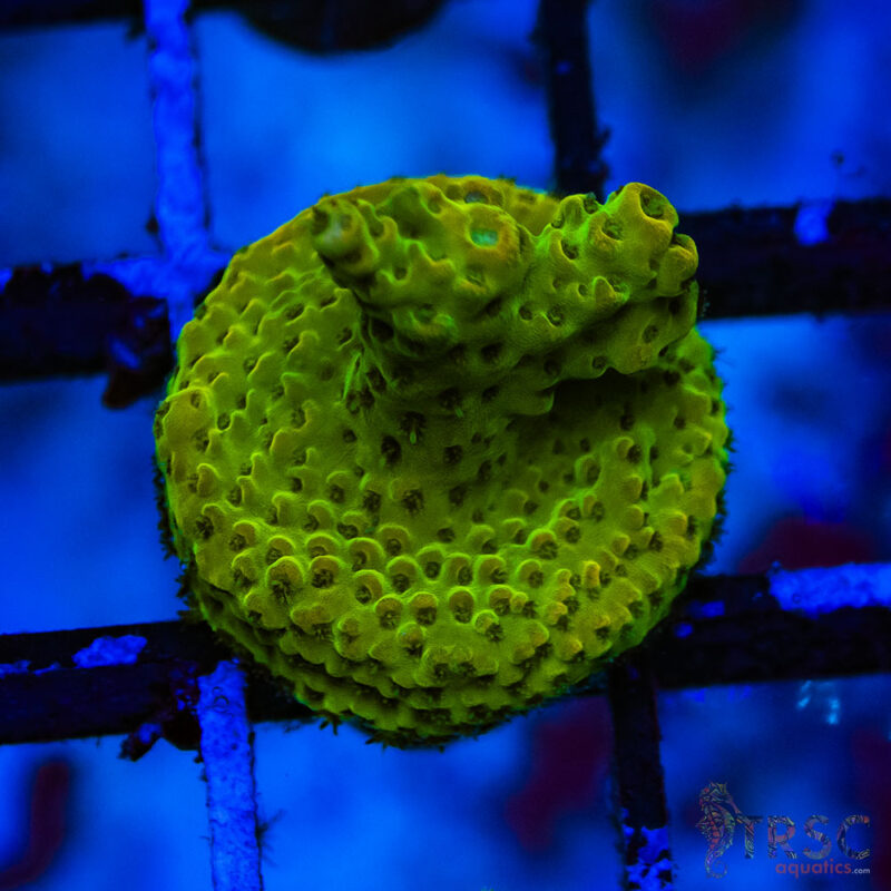 TRSC Aquatics