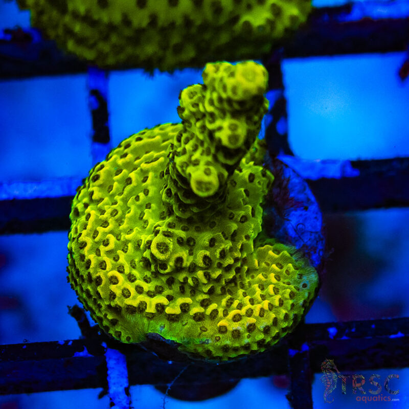 TRSC Aquatics