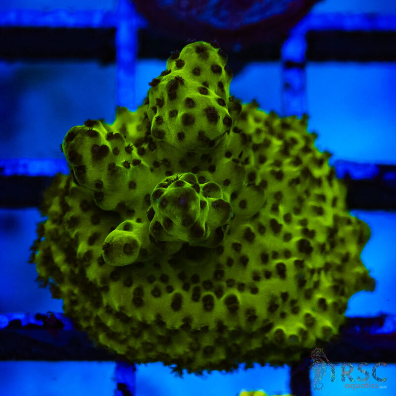 TRSC Aquatics
