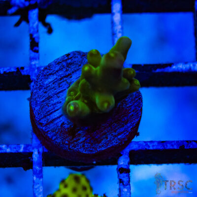 TRSC Premium Acro A05