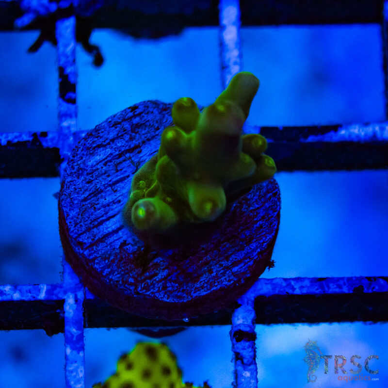 TRSC Aquatics