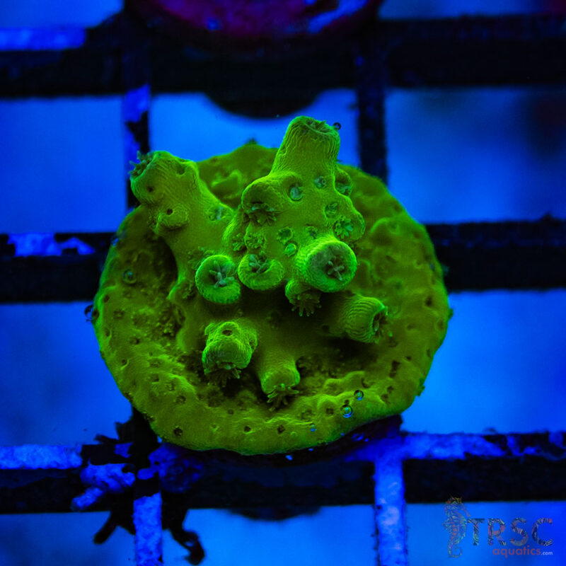 TRSC Aquatics