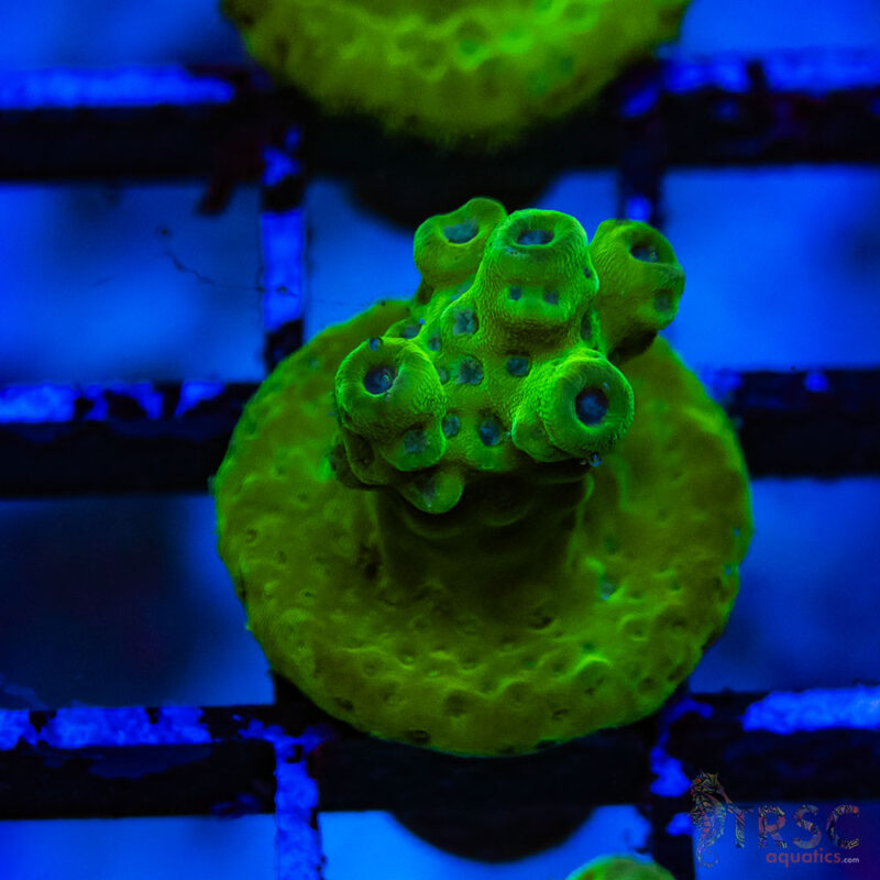 TRSC Aquatics