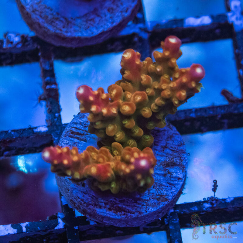 TRSC Aquatics