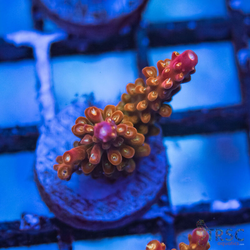 TRSC Aquatics