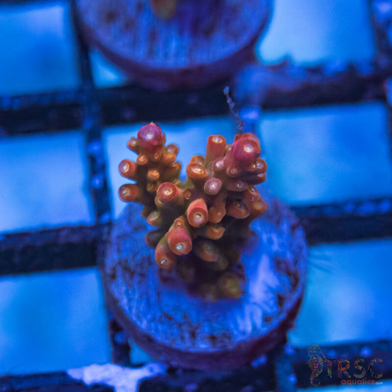 TRSC Aquatics