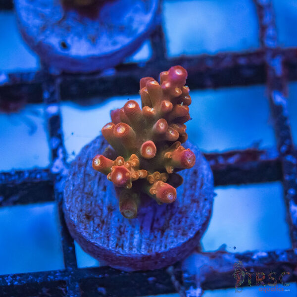 TRSC Premium Acro B05