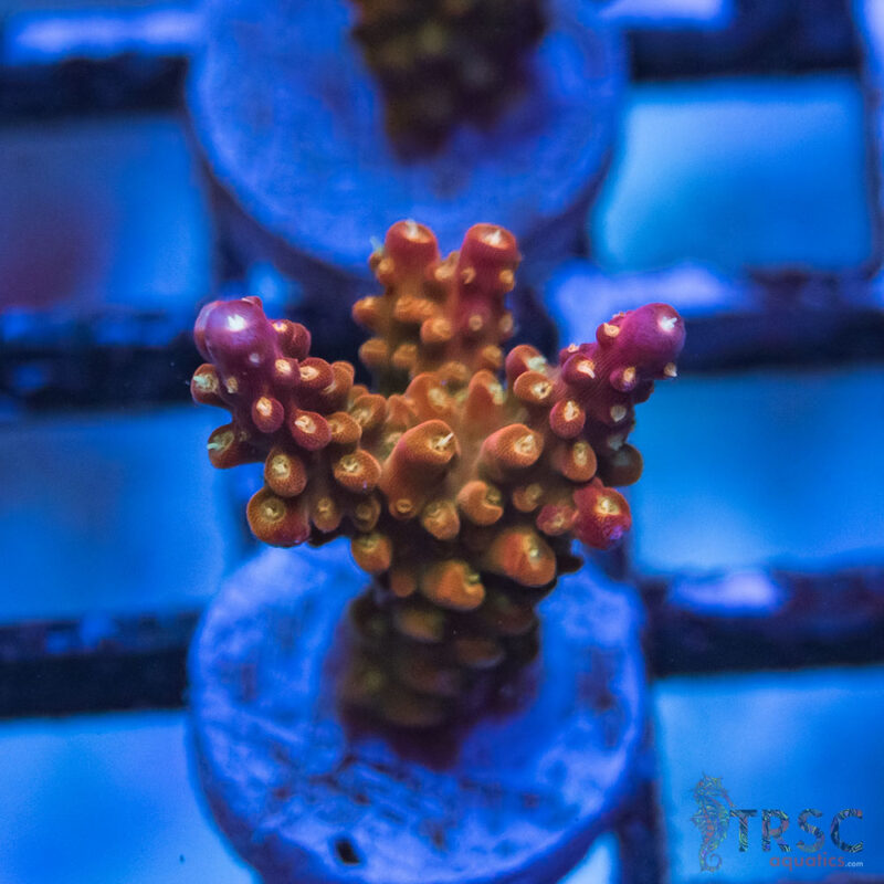 TRSC Aquatics