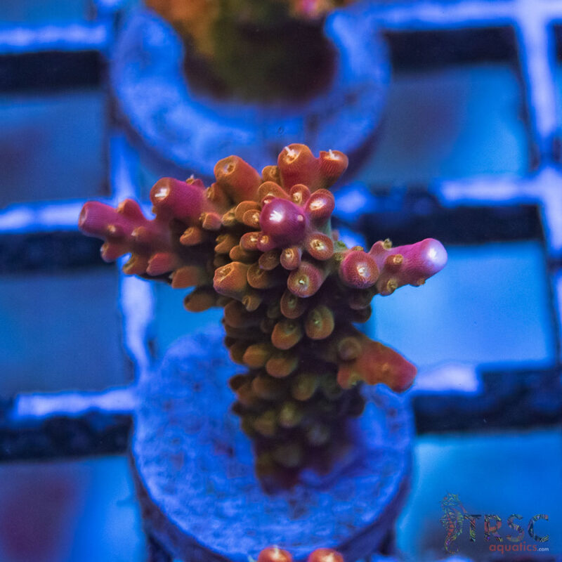 TRSC Aquatics