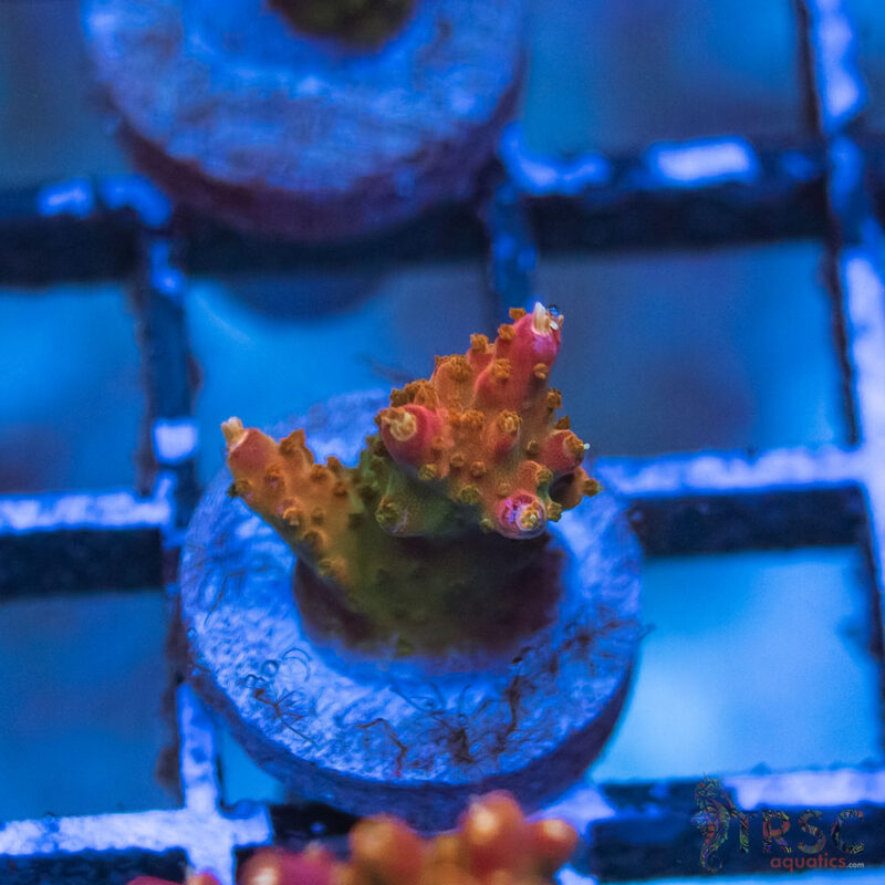 TRSC Aquatics