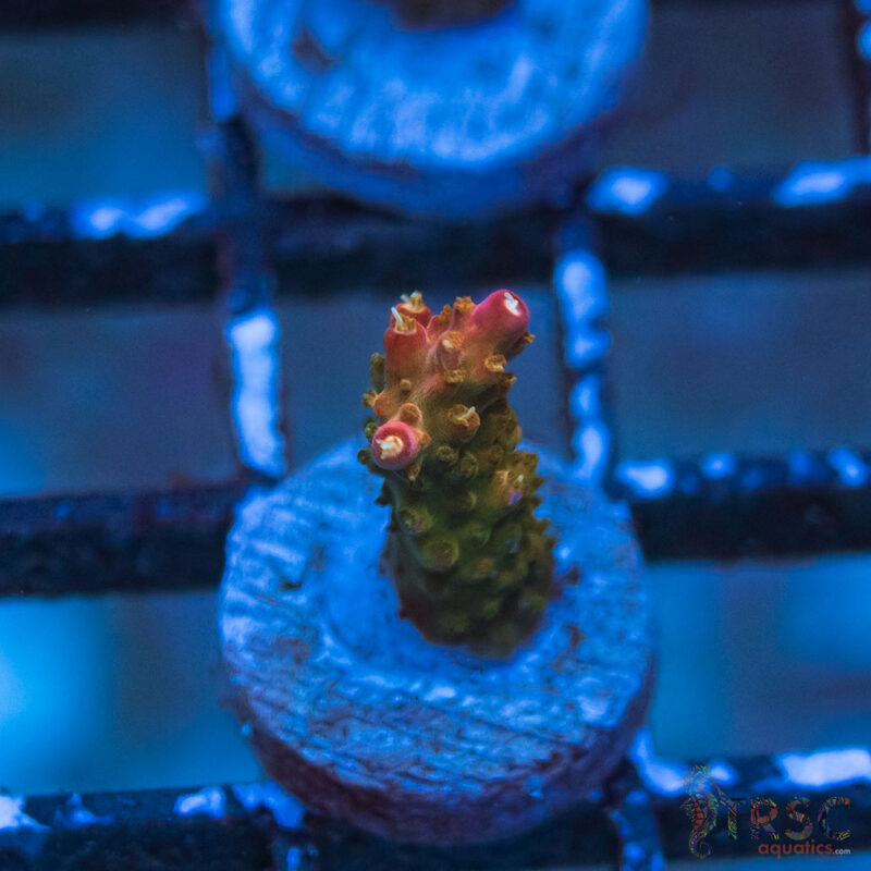 TRSC Aquatics