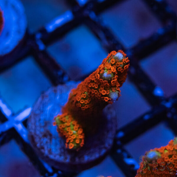 TRSC Premium Acro C02