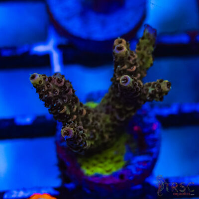 TRSC Premium Acro C05