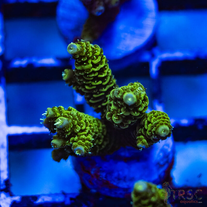 TRSC Aquatics