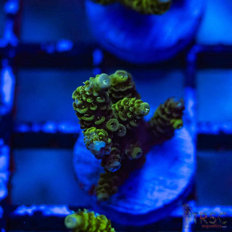 TRSC Aquatics
