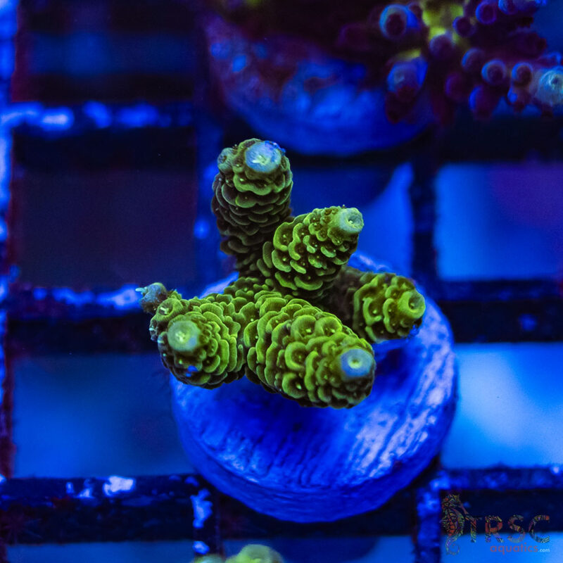 TRSC Aquatics
