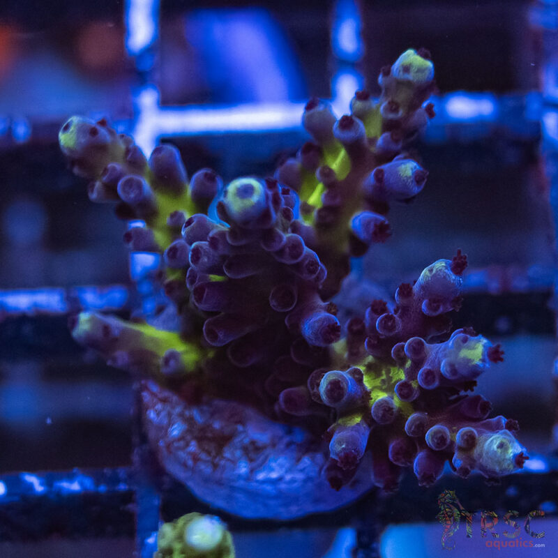 TRSC Aquatics