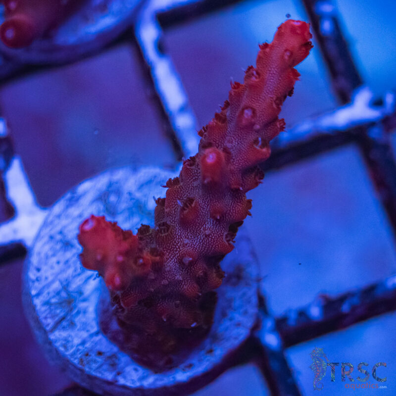 TRSC Aquatics