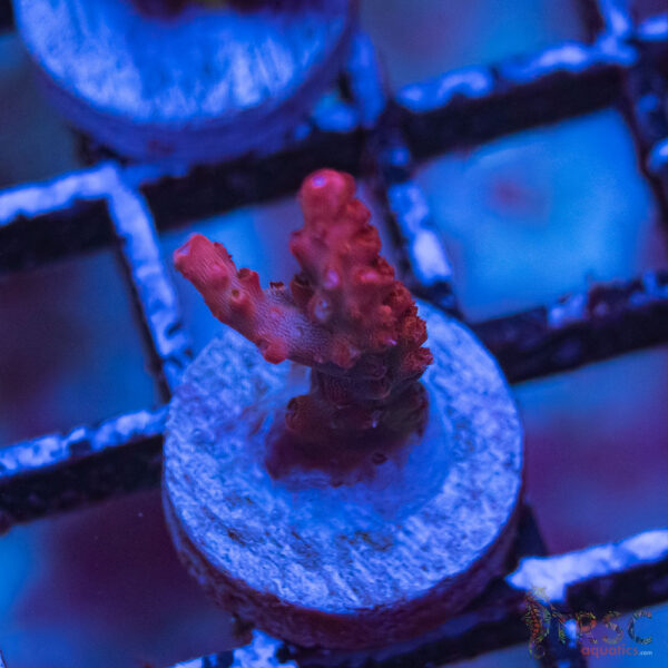 TRSC Premium Acro D04