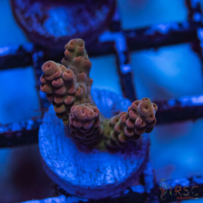 TRSC Premium Acro D05