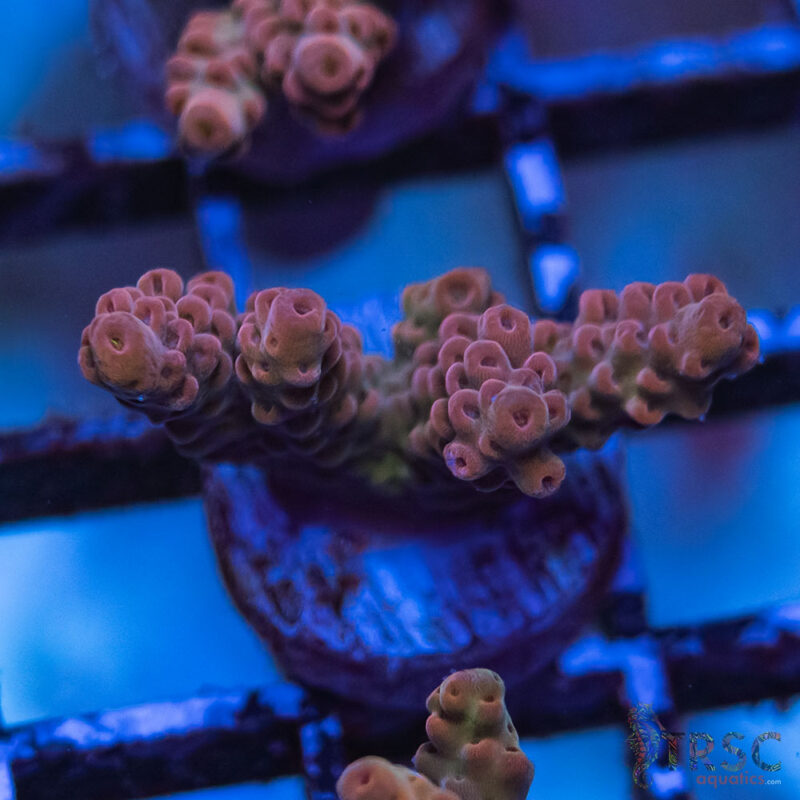 TRSC Aquatics