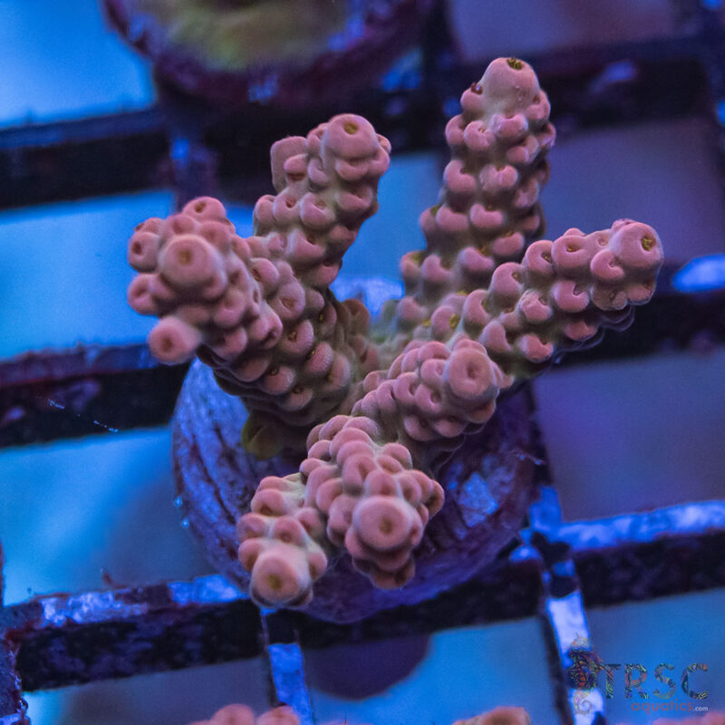 TRSC Aquatics