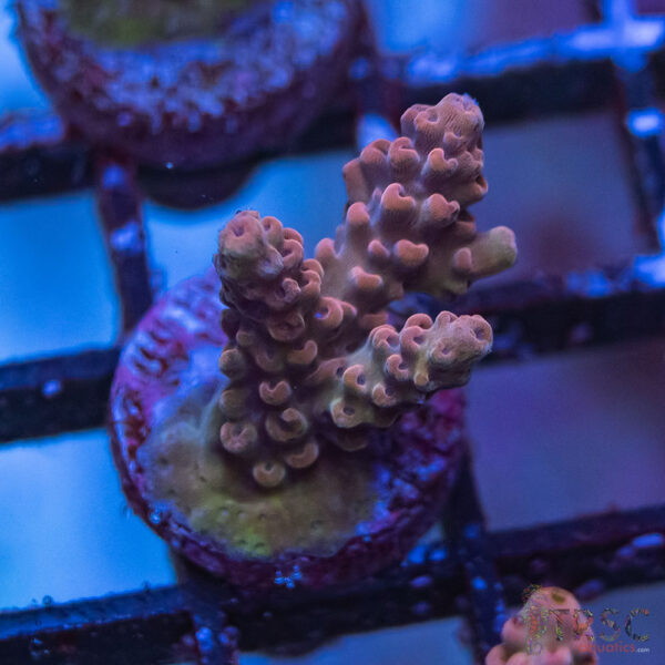 TRSC Premium Acro D08