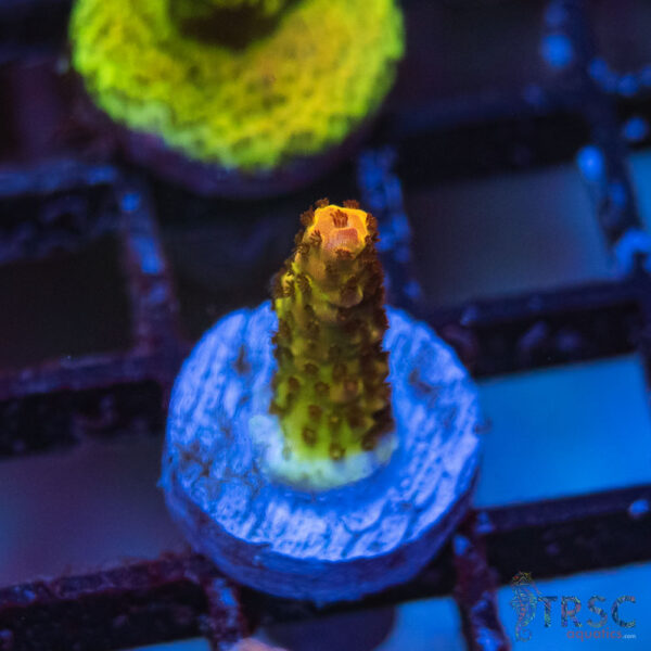 TRSC Premium Acro D10