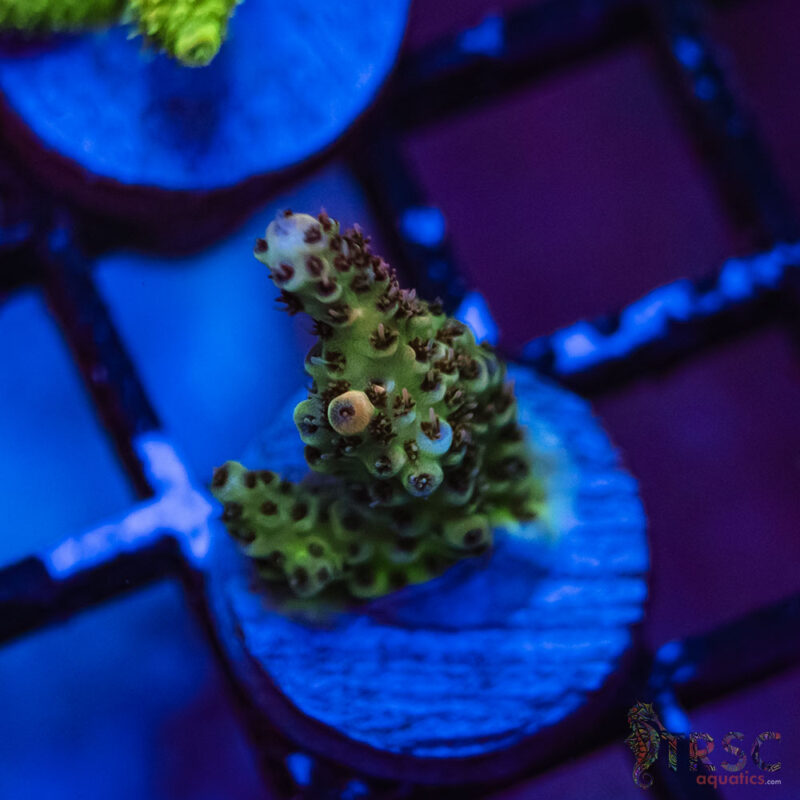 TRSC Aquatics