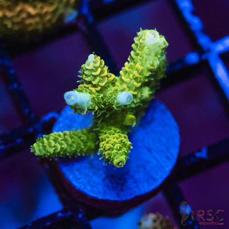 TRSC Aquatics