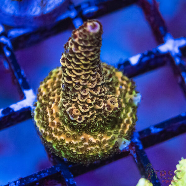 TRSC Premium Acro E03