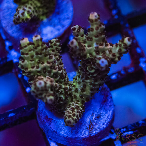 TRSC Premium Acro E04