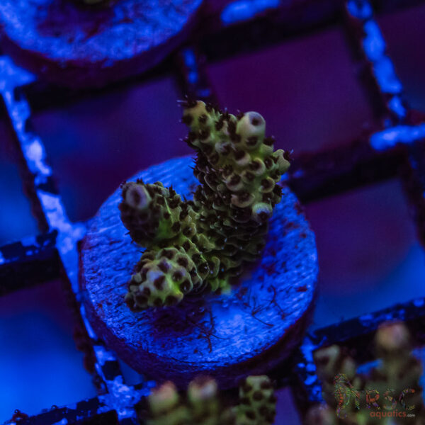 TRSC Premium Acro E05