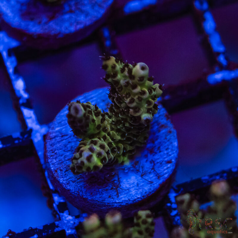 TRSC Aquatics