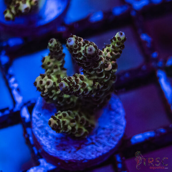 TRSC Premium Acro E06