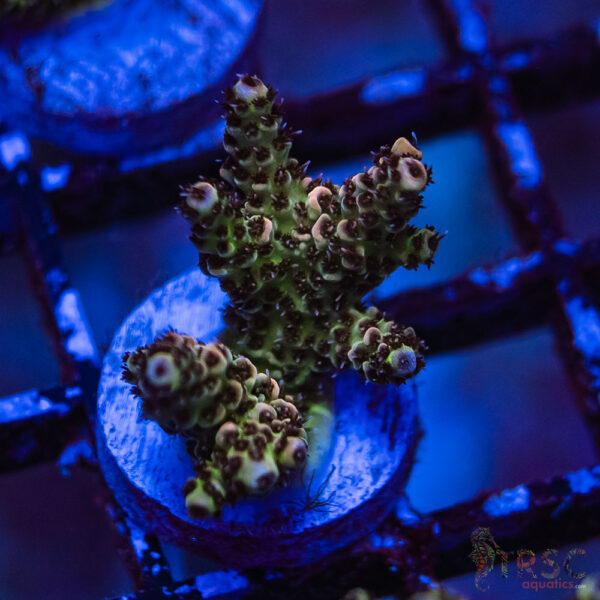TRSC Premium Acro E07