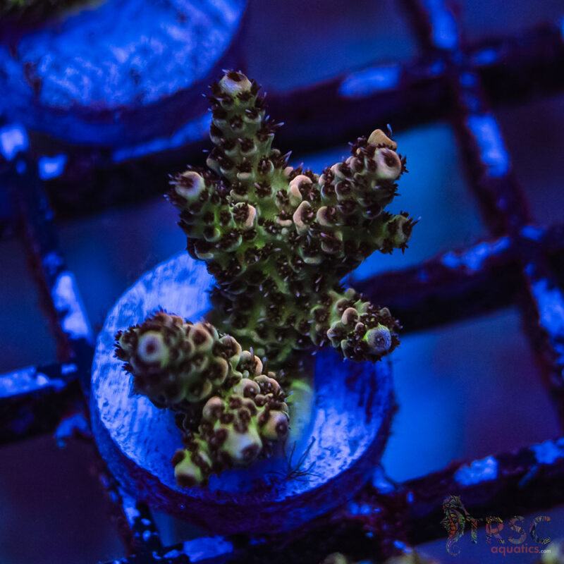TRSC Aquatics