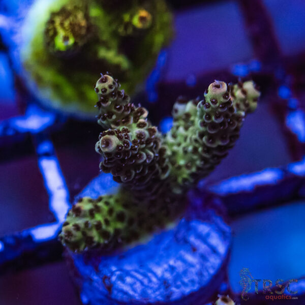 TRSC Premium Acro E08