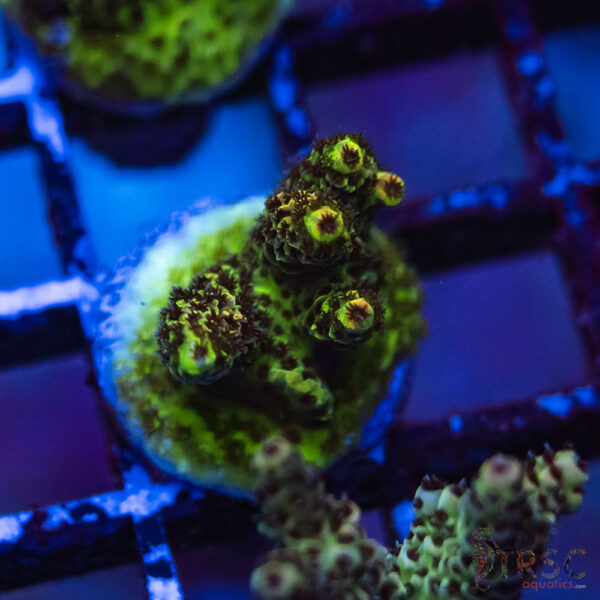 TRSC Premium Acro E09