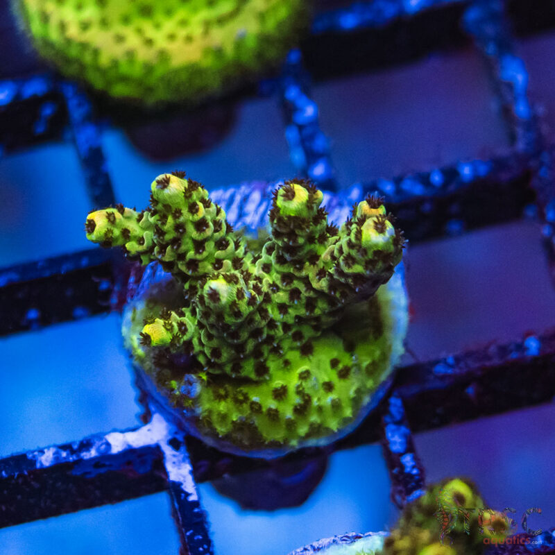 TRSC Aquatics