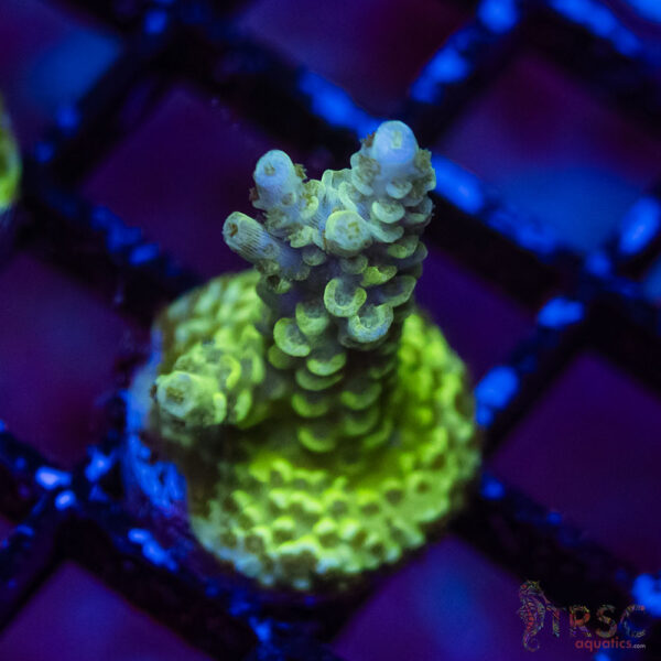 TRSC Premium Acro F01
