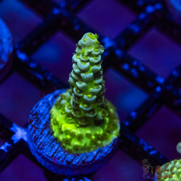 TRSC Premium Acro F02
