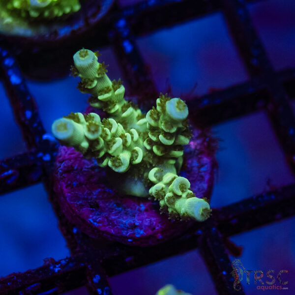 TRSC Premium Acro F04