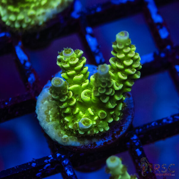 TRSC Premium Acro F05