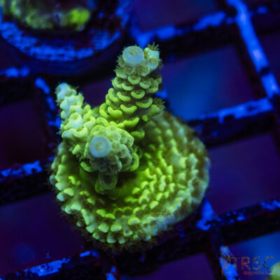 TRSC Premium Acro F06