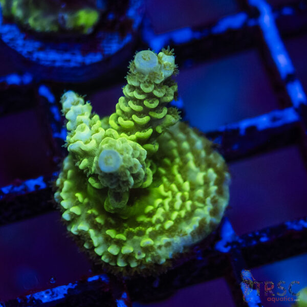 TRSC Premium Acro F06