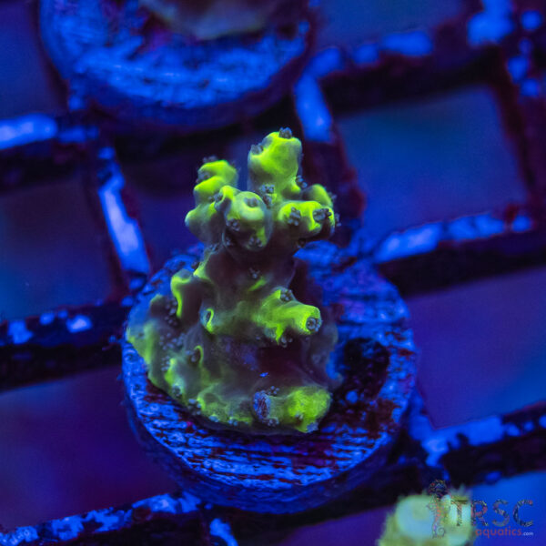 TRSC Premium Acro F07