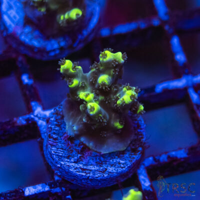 TRSC Premium Acro F08
