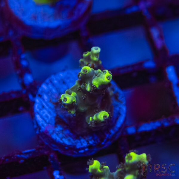 TRSC Premium Acro F09
